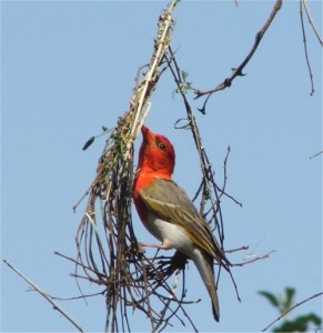 Maduma Boma conservancy, Maduma Boma game reserve