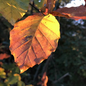 autumn leaf